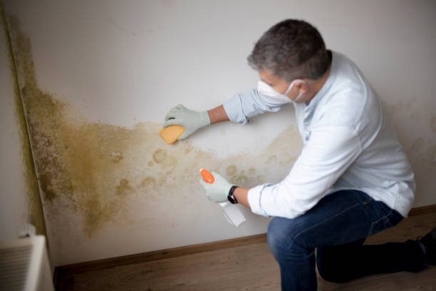 Best HVAC Mold Inspection and Cleaning  in Gainesville, FL