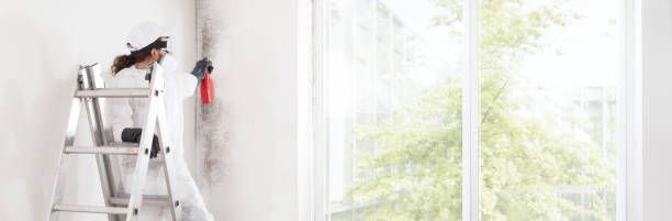 Best Black Mold Removal  in Gainesville, FL